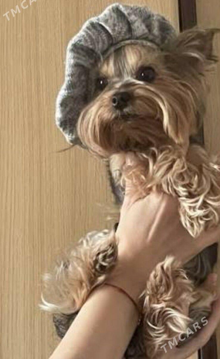 продаю - Aşgabat - img 2