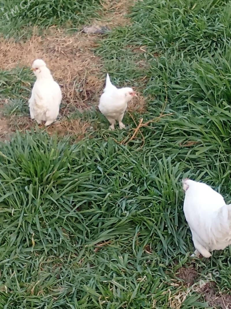 karlik - Türkmenabat - img 2