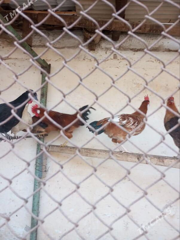 horoz - Балканабат - img 3