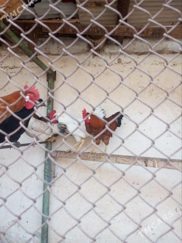 horoz - Балканабат - img 2