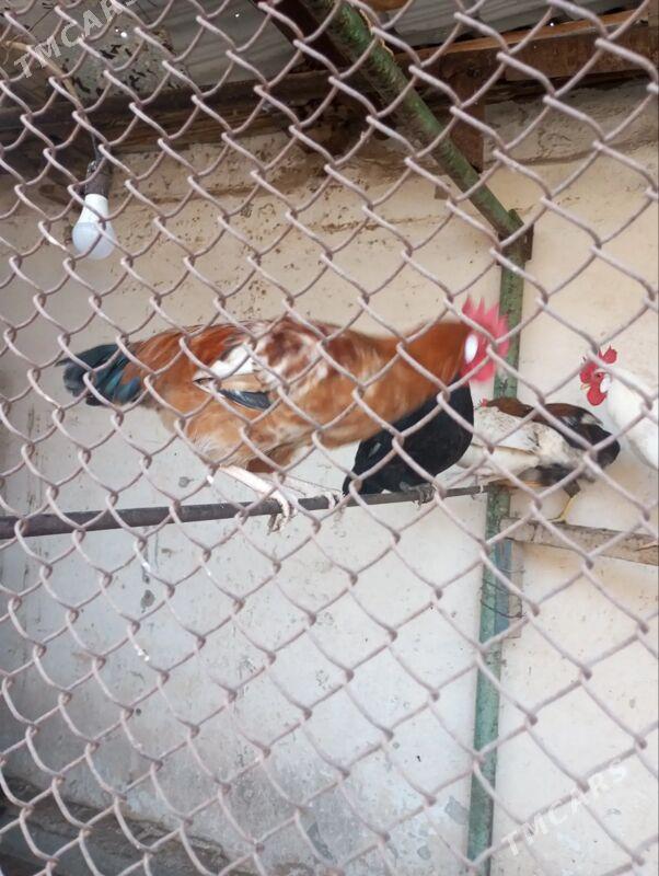 horoz - Балканабат - img 4