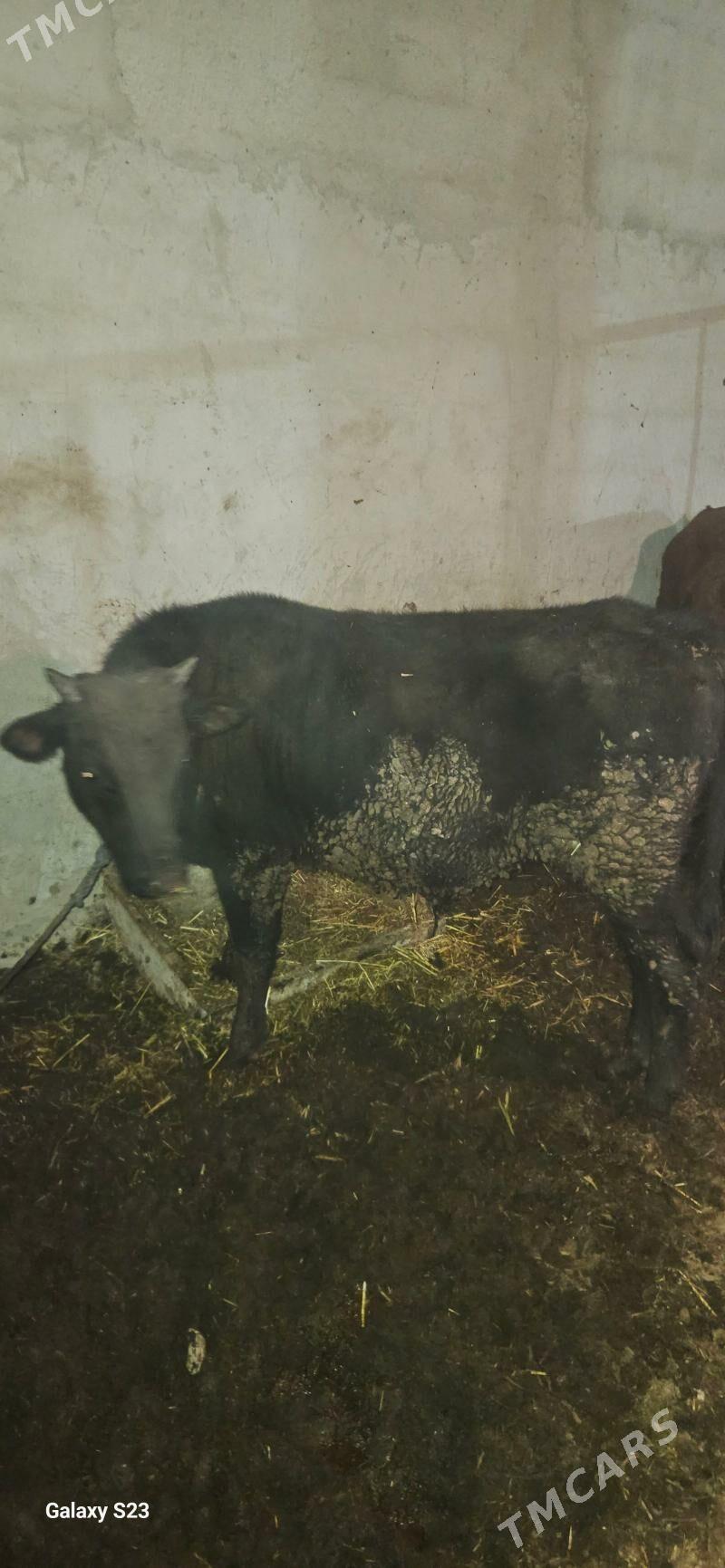 okuz - Gökdepe - img 9