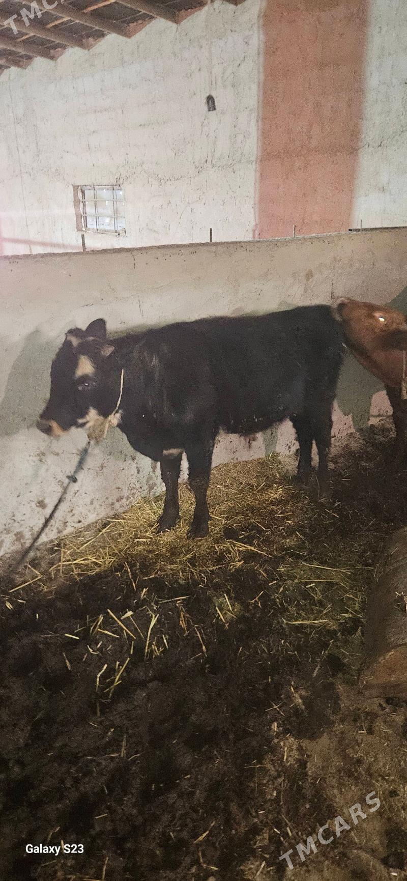 okuz - Gökdepe - img 6