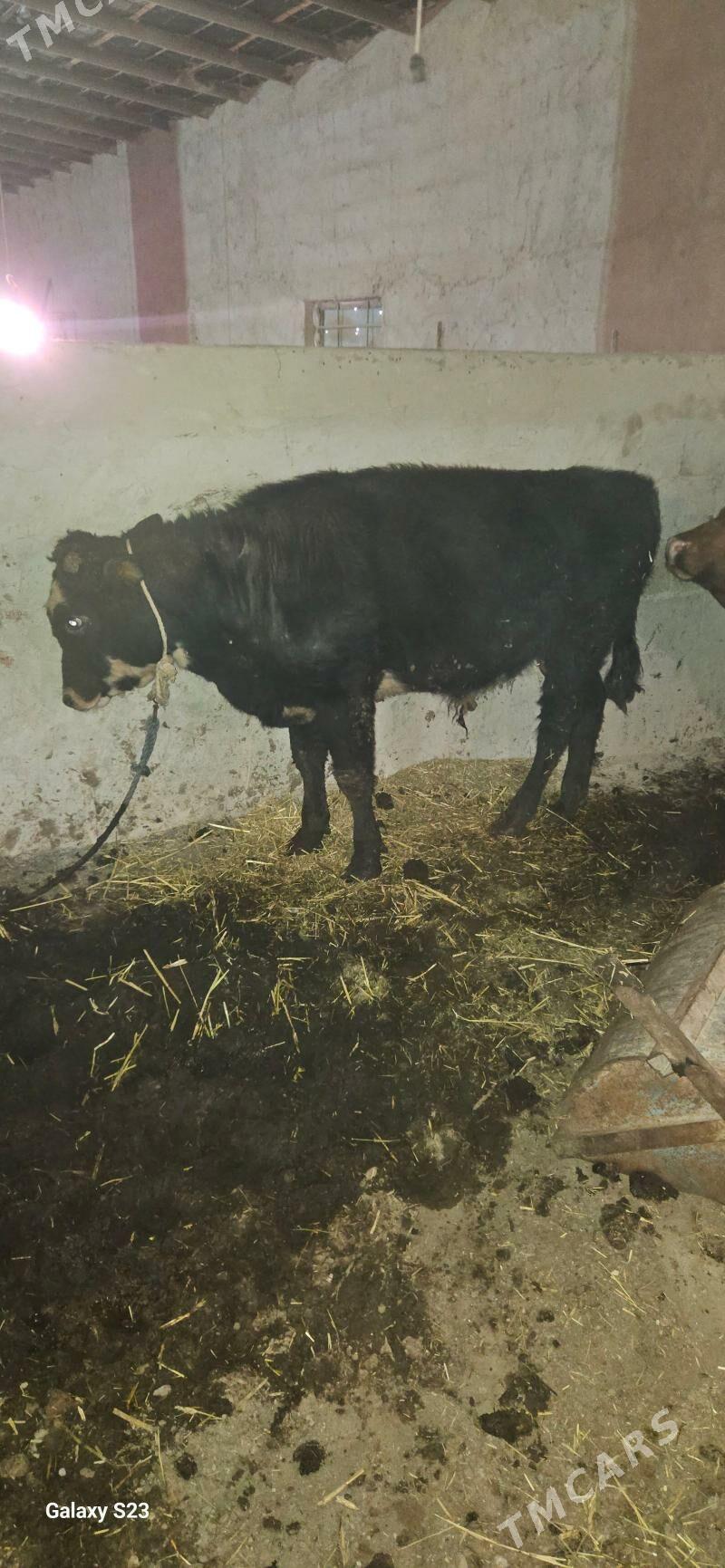 okuz - Gökdepe - img 7