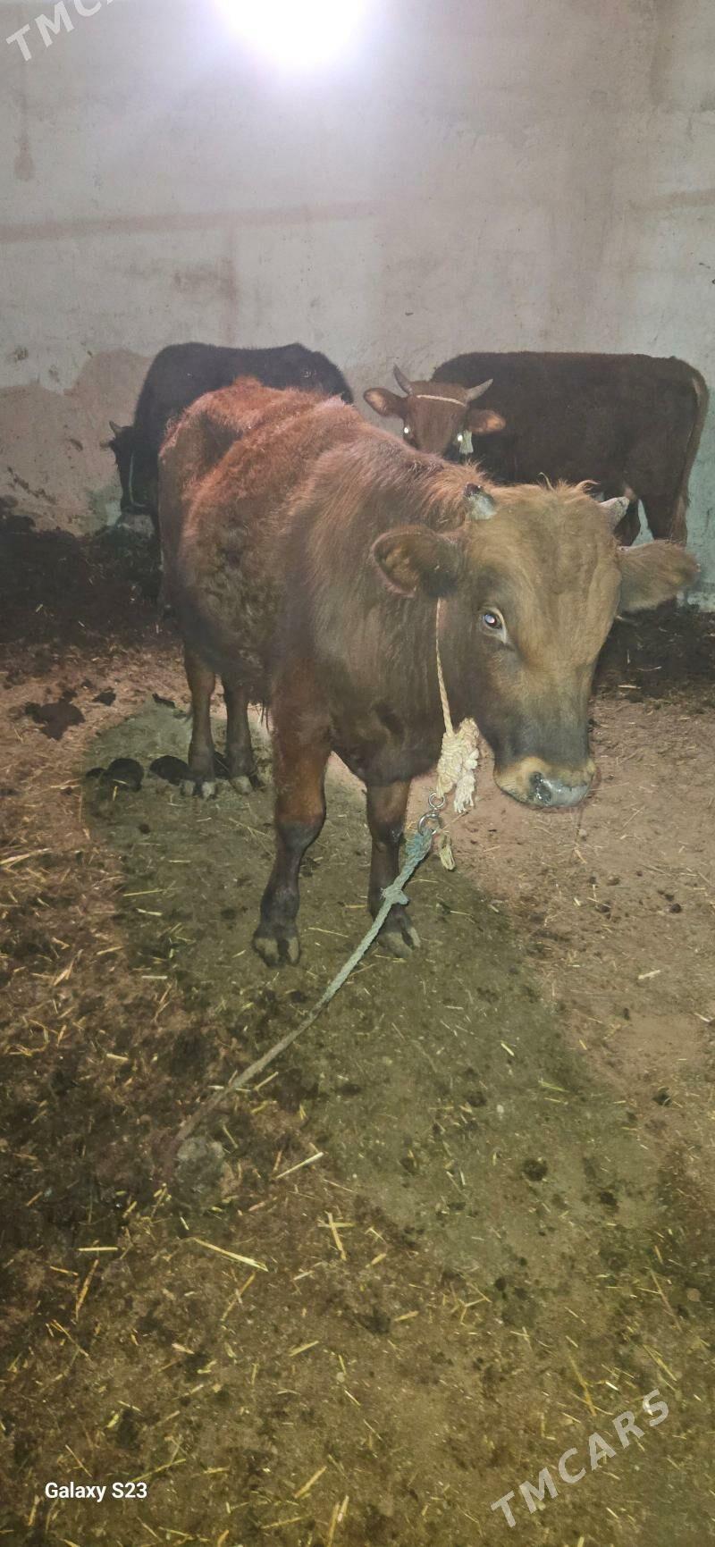 okuz - Gökdepe - img 4