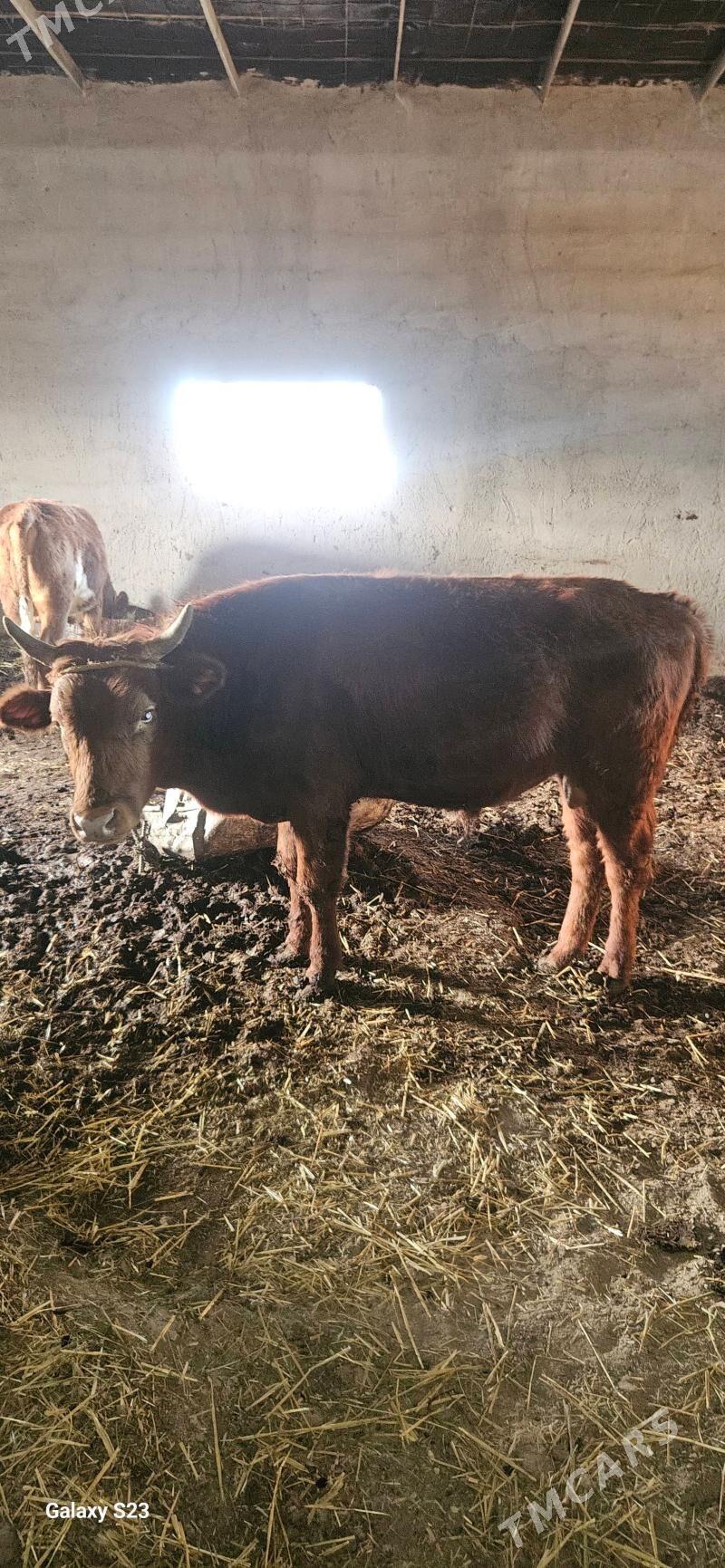 okuz - Gökdepe - img 10