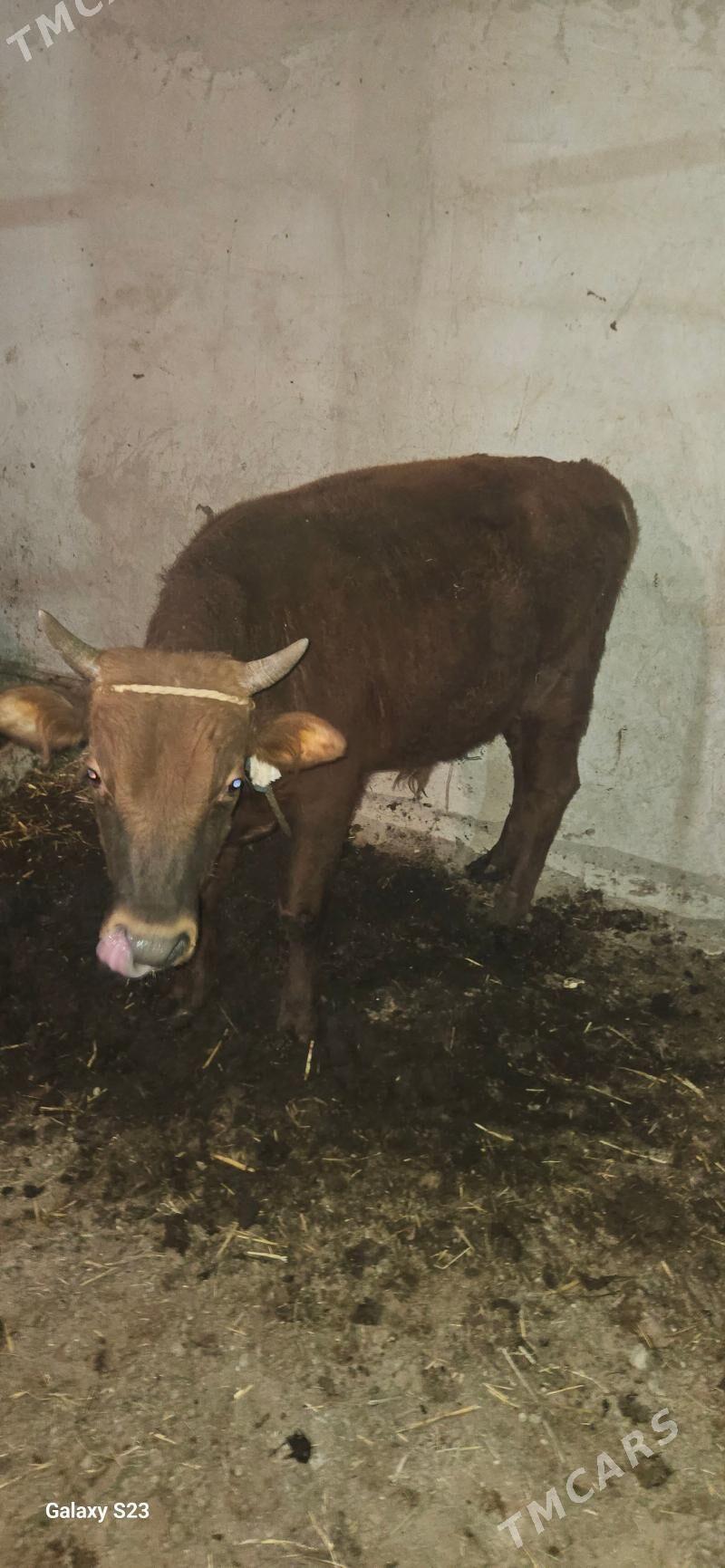 okuz - Gökdepe - img 3