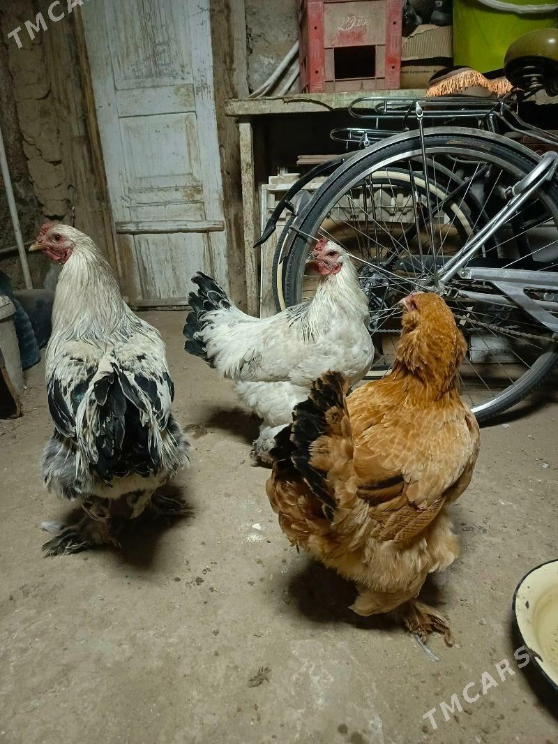 horaz - Гёкдже - img 2