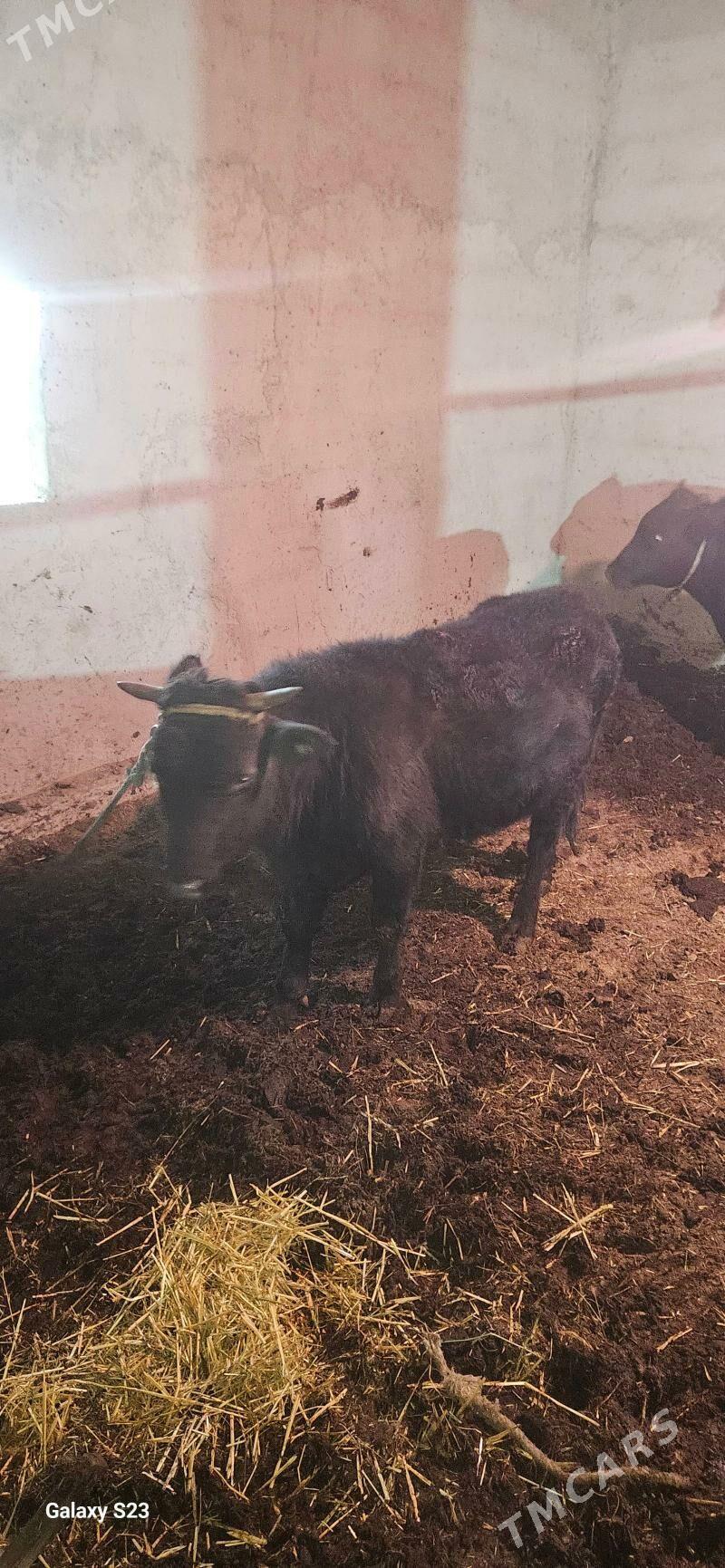 okuz - Gökdepe - img 5