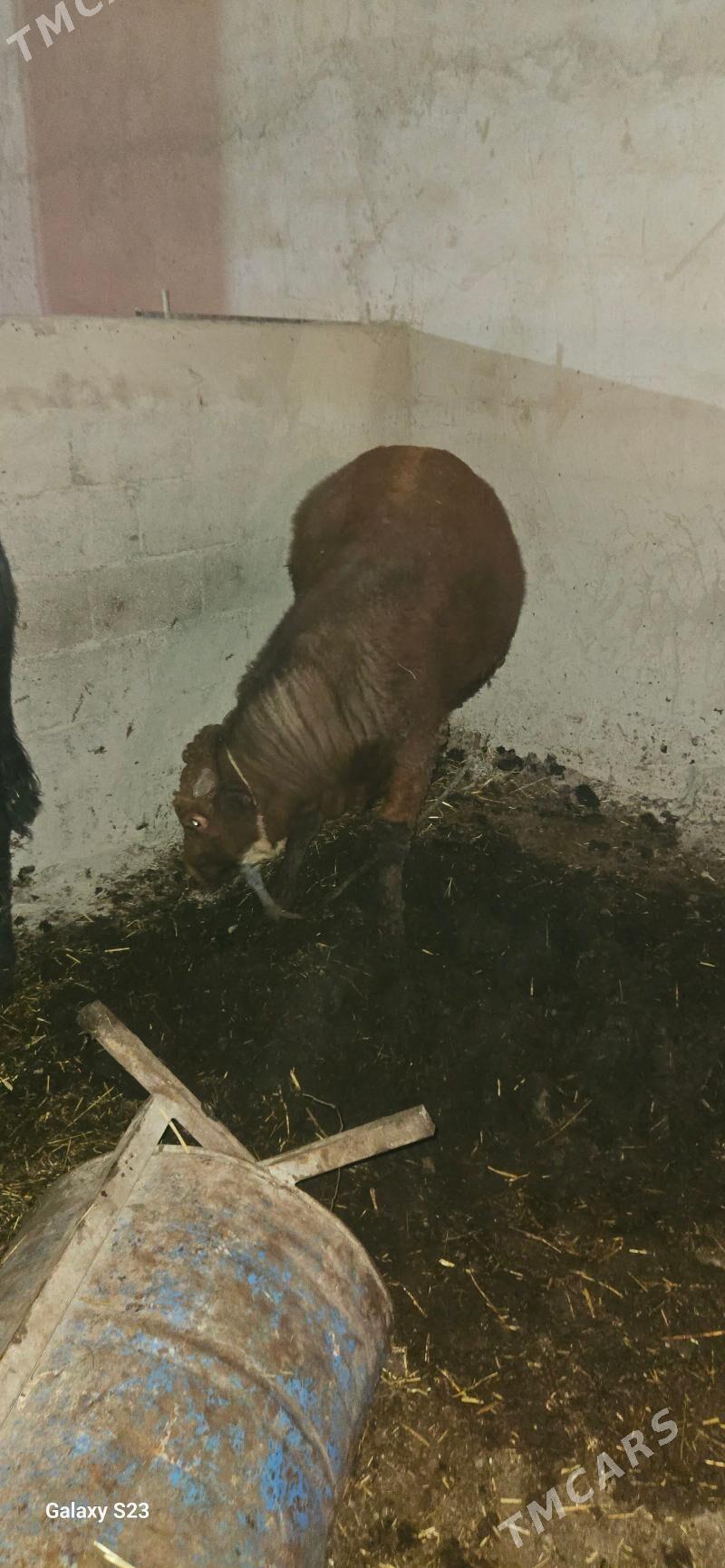 okuz - Gökdepe - img 8