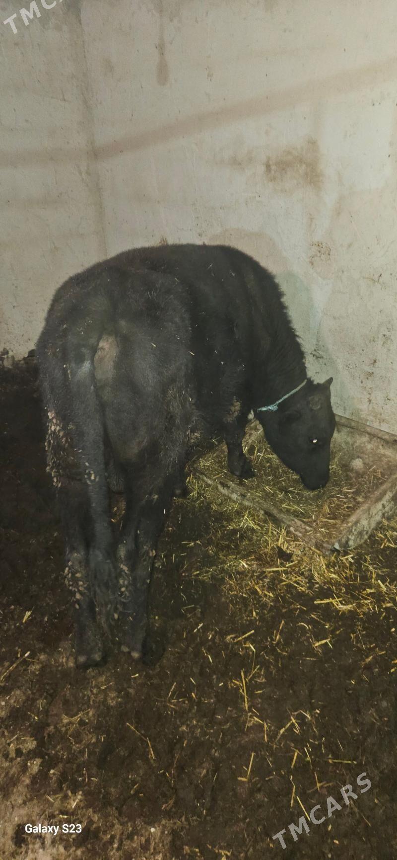 okuz - Gökdepe - img 2