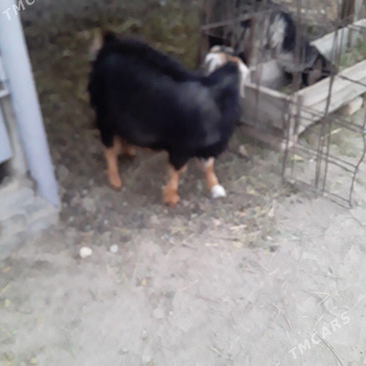 çewiş - Büzmeýin - img 1