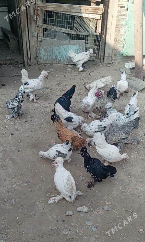 Karlik - Büzmeýin - img 2