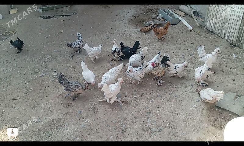 Karlik - Büzmeýin - img 7