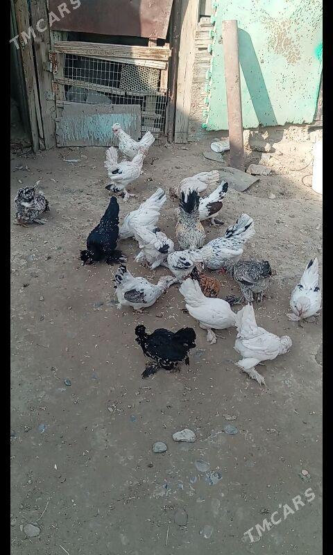 Karlik - Büzmeýin - img 5