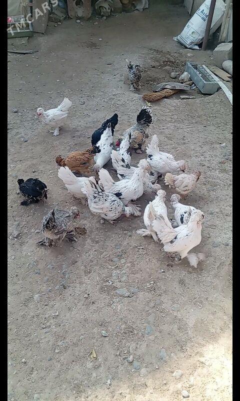 Karlik - Büzmeýin - img 6