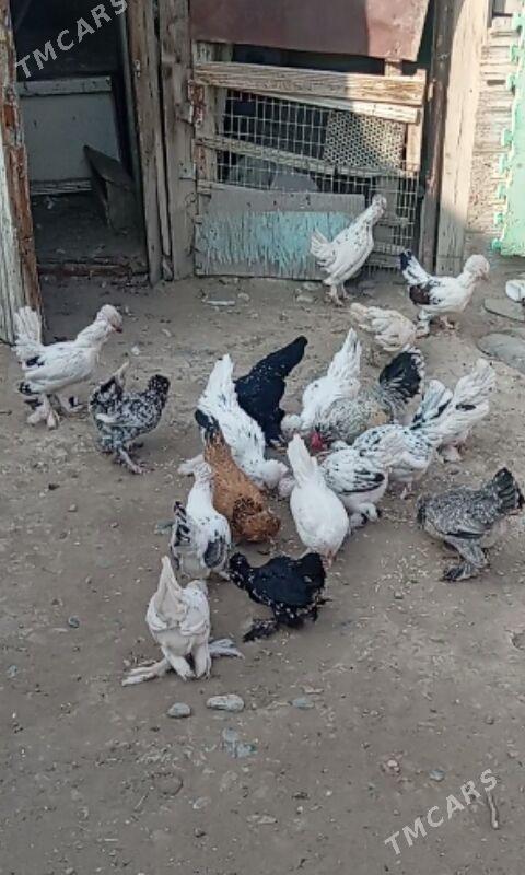 Karlik - Büzmeýin - img 4