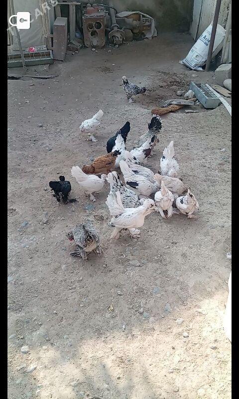 Karlik - Büzmeýin - img 8