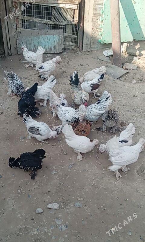 Karlik - Büzmeýin - img 3