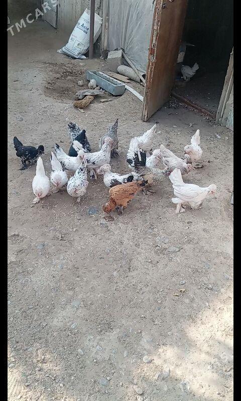 Karlik - Büzmeýin - img 9