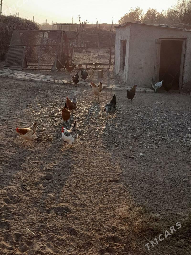 towuk - Tejen - img 4