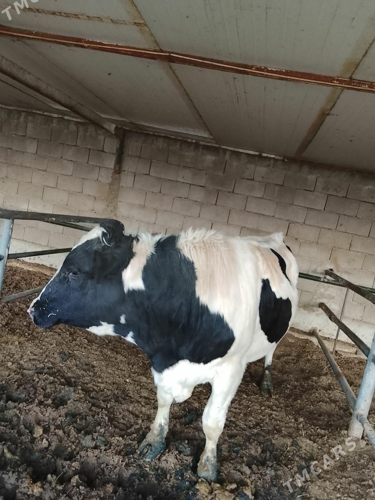 okuz - Багир - img 3