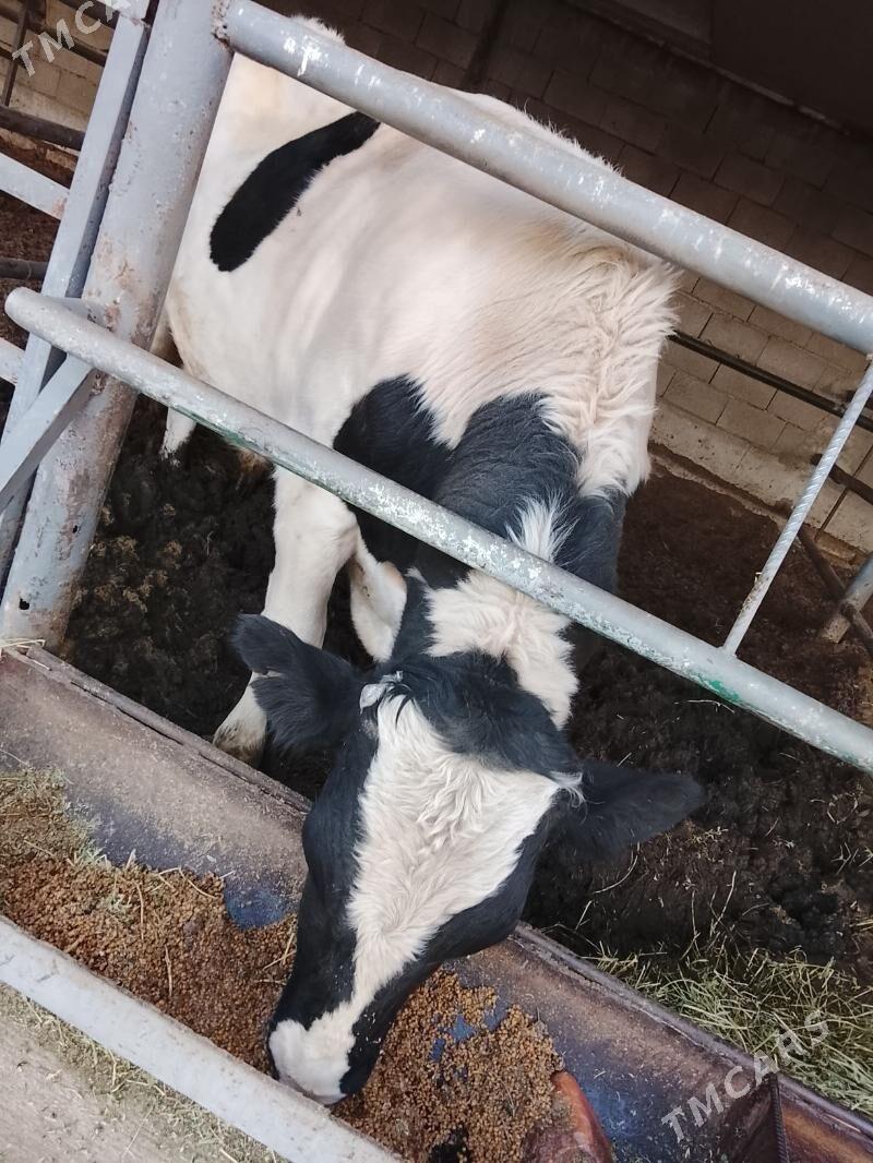 okuz - Багир - img 2