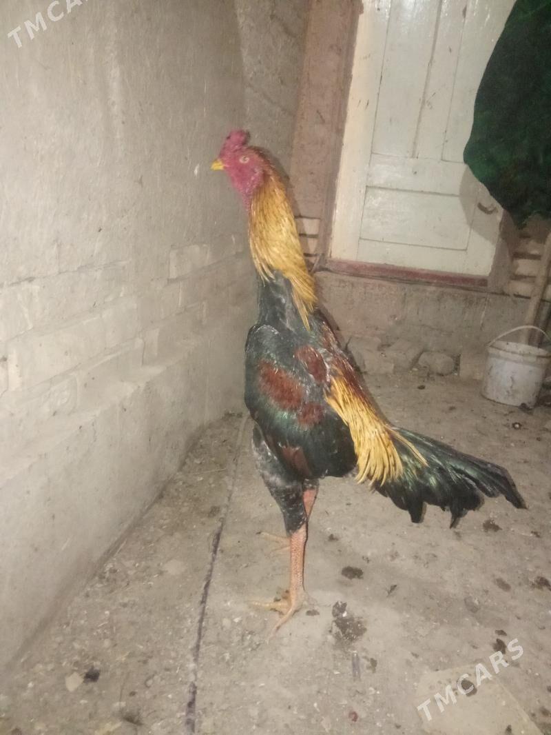 horaz - Daşoguz - img 2