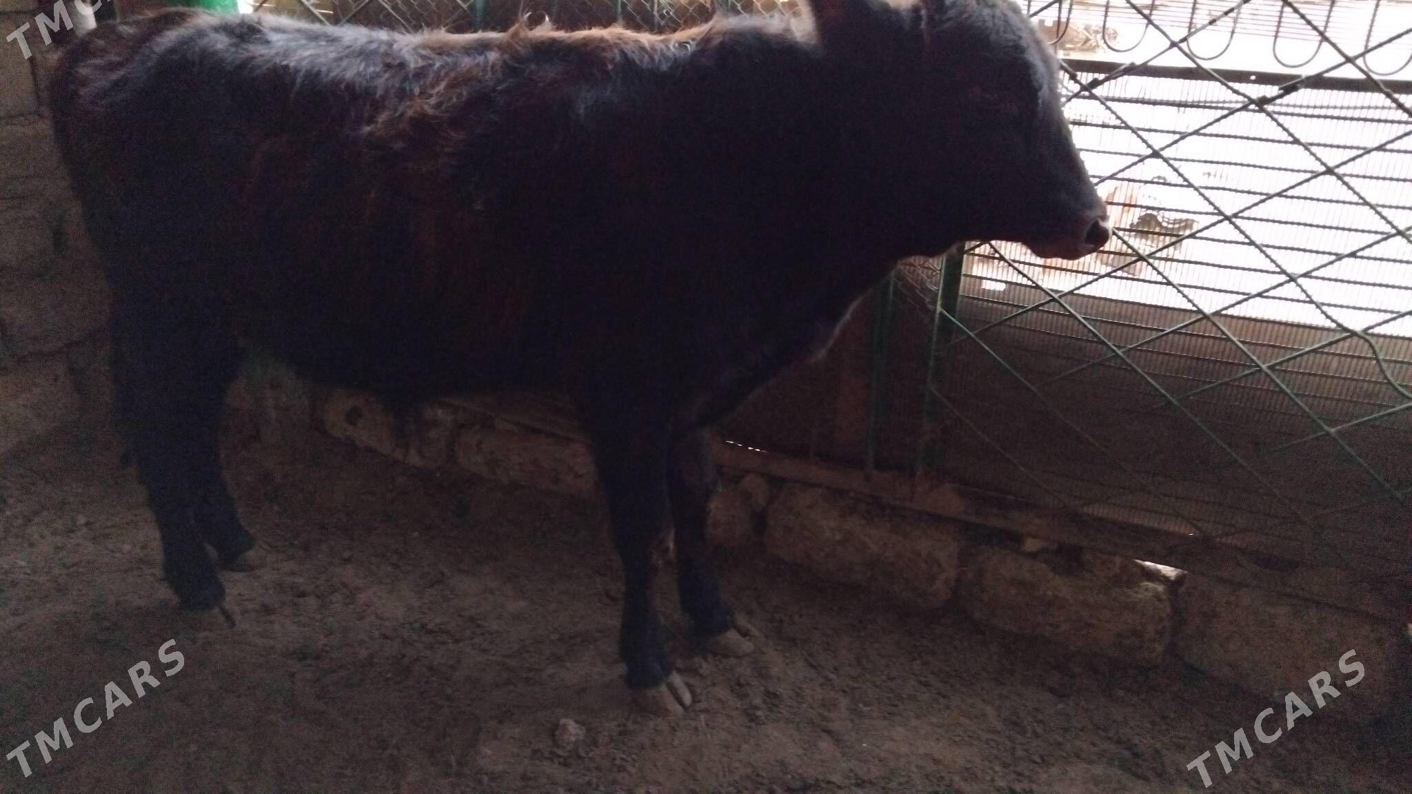 OKÜZ ŞWES TOHIM MAL - Ашхабад - img 2