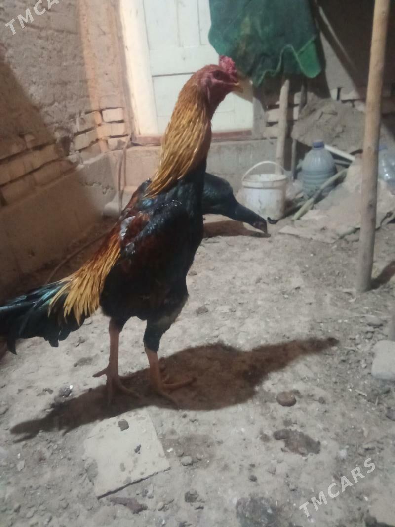 horaz - Daşoguz - img 3