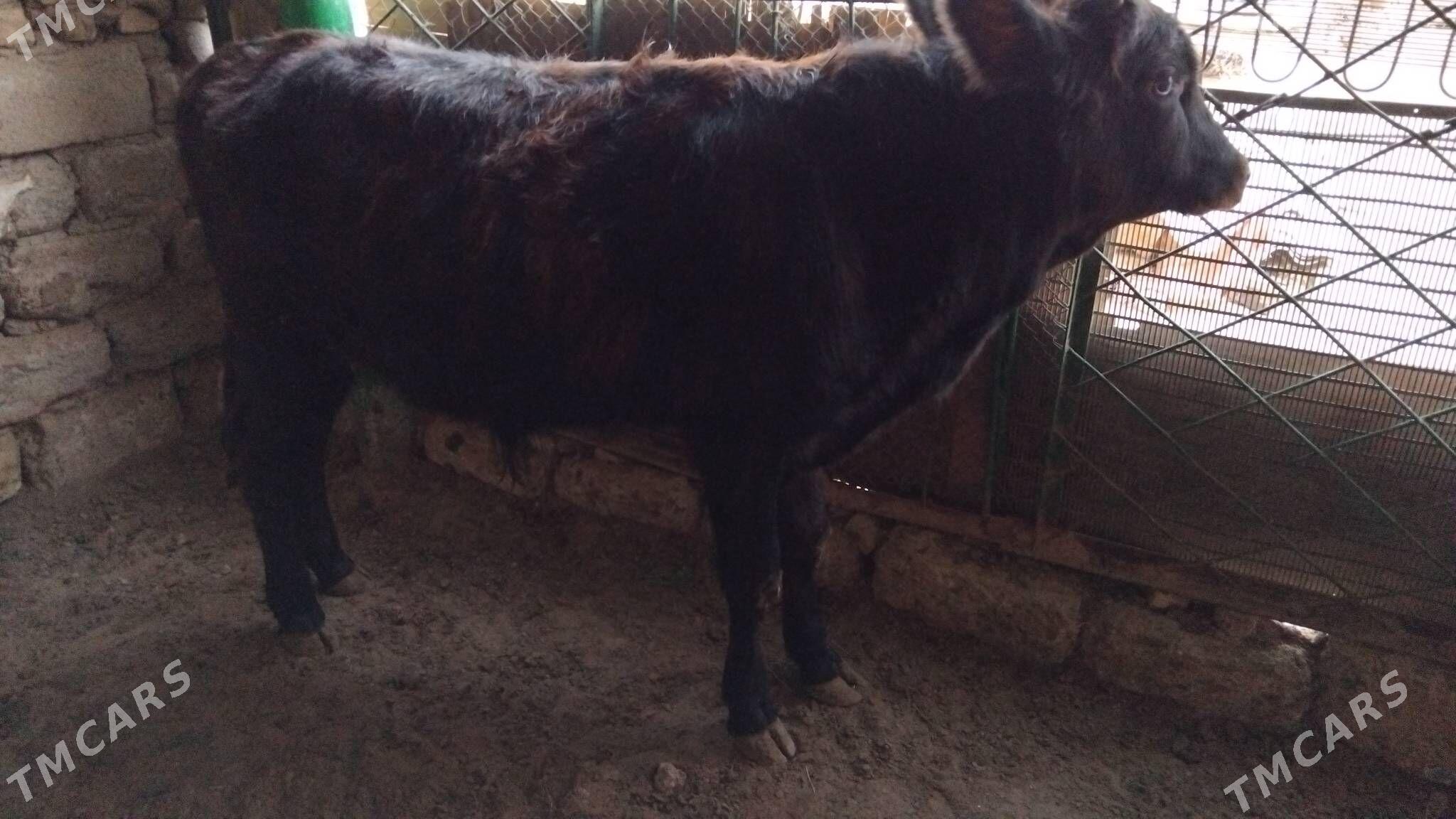 OKÜZ ŞWES TOHIM MAL - Ашхабад - img 3