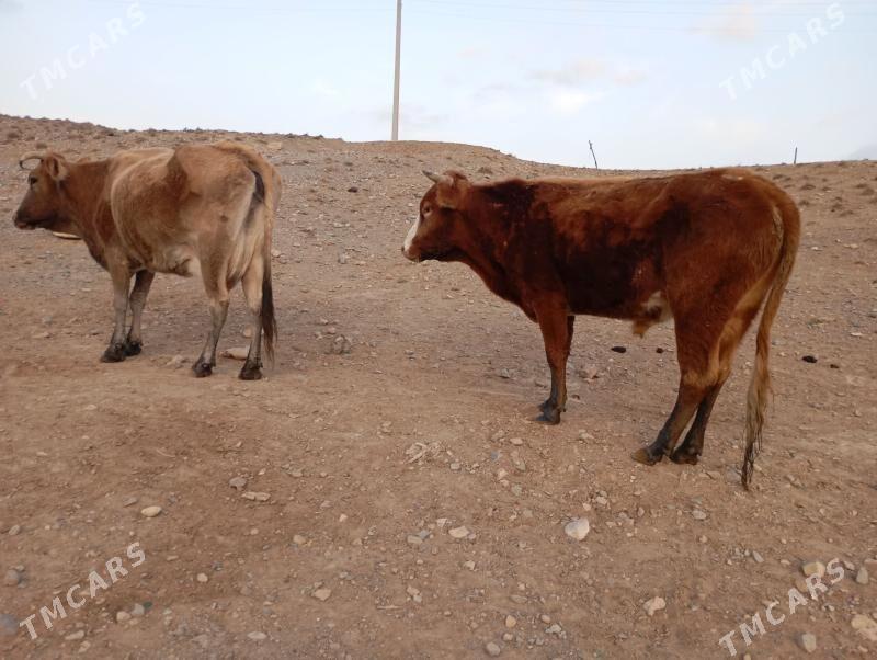 okuz - Гызыларбат - img 2