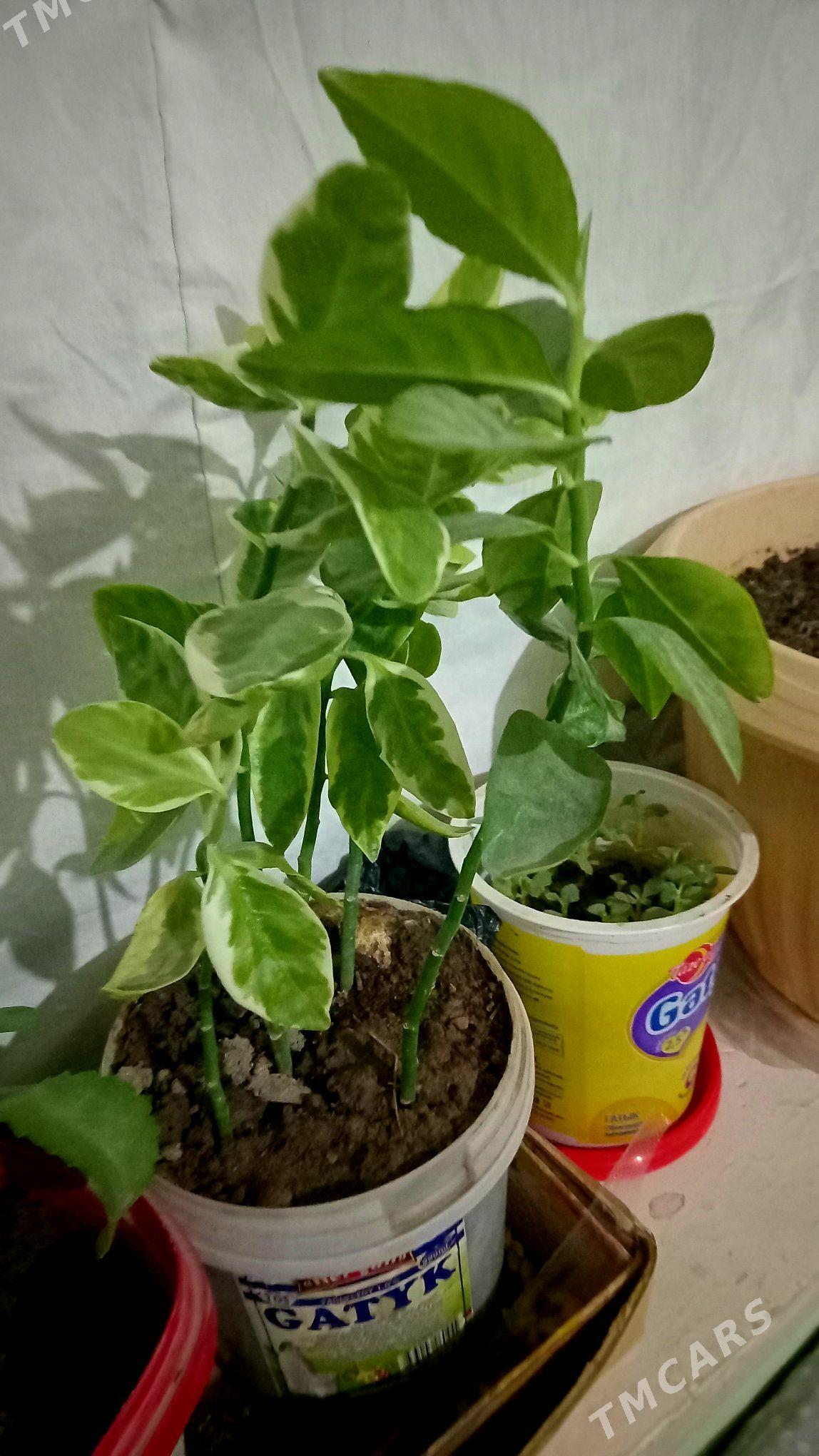 guler - Туркменабат - img 2