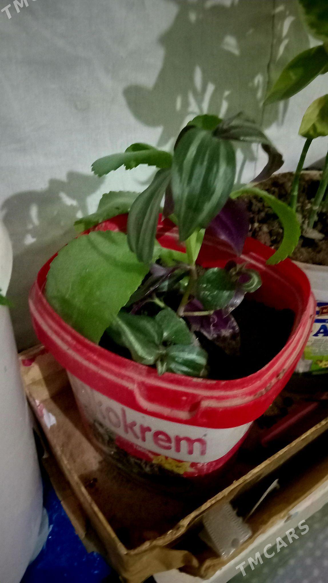 guler - Туркменабат - img 5