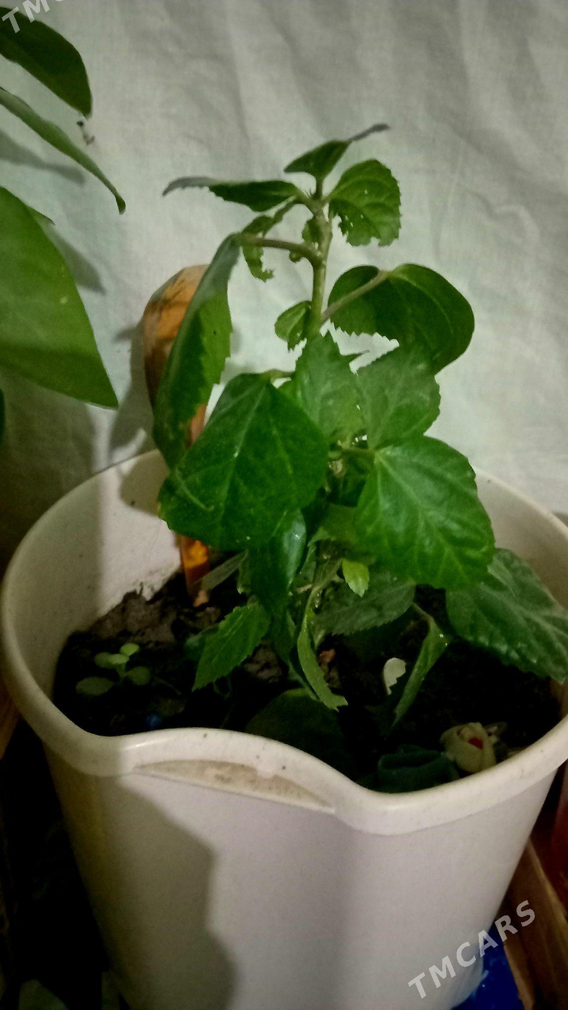 guler - Туркменабат - img 4