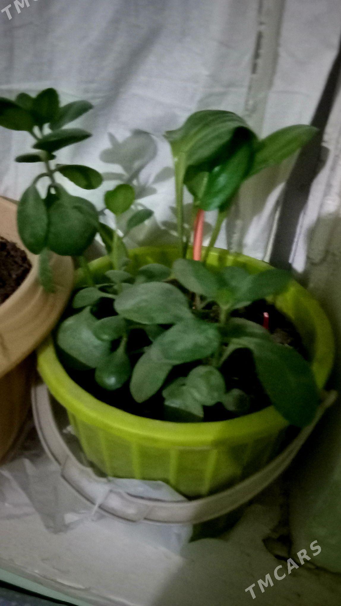 guler - Туркменабат - img 3