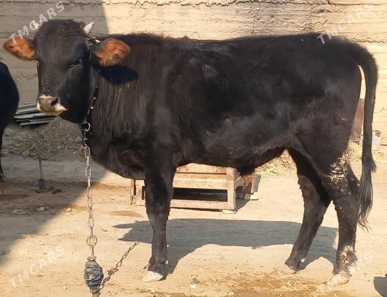 okuz - Анев - img 6