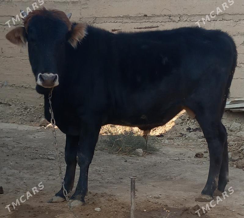 okuz - Анев - img 2