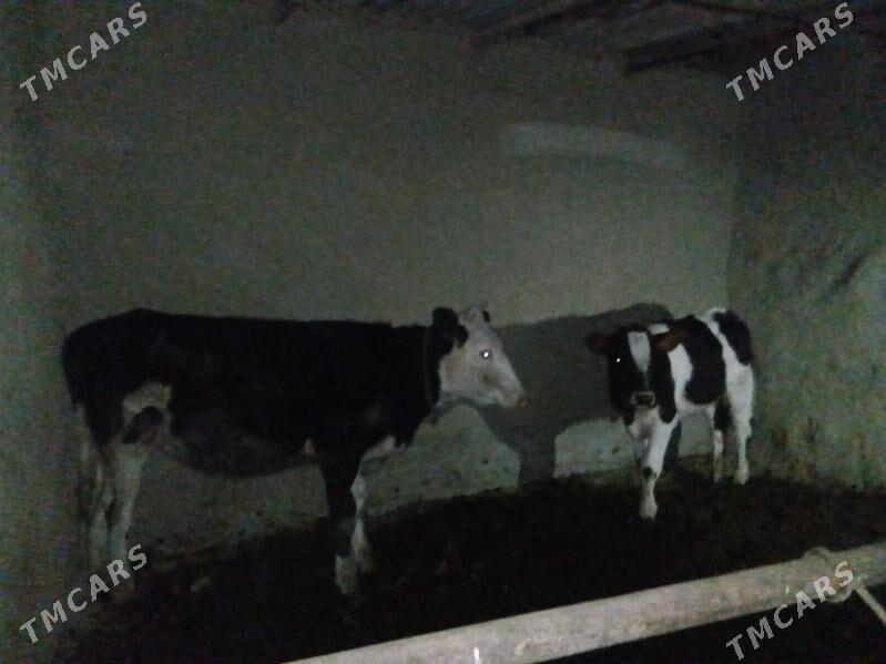 tuwe - Бахарден - img 2