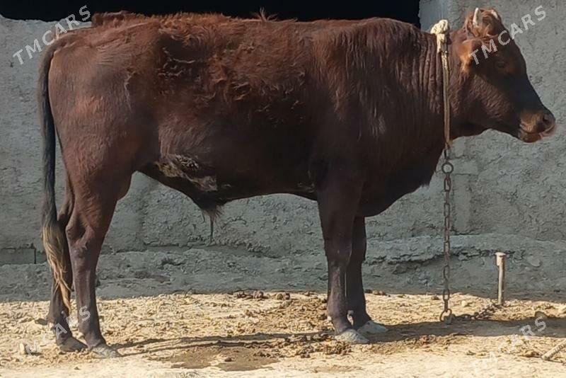 okuz - Анев - img 3