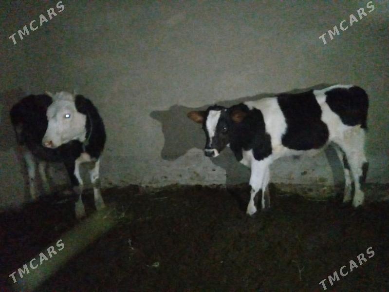 tuwe - Бахарден - img 3