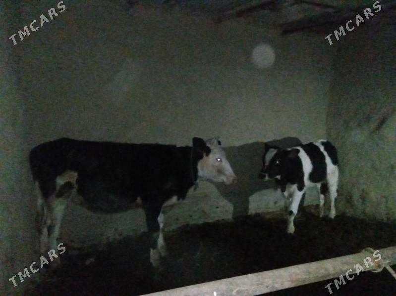 tuwe - Бахарден - img 1