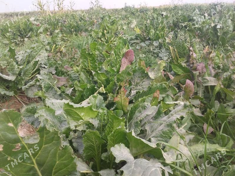 sygyr we ökizler - Gökdepe - img 2