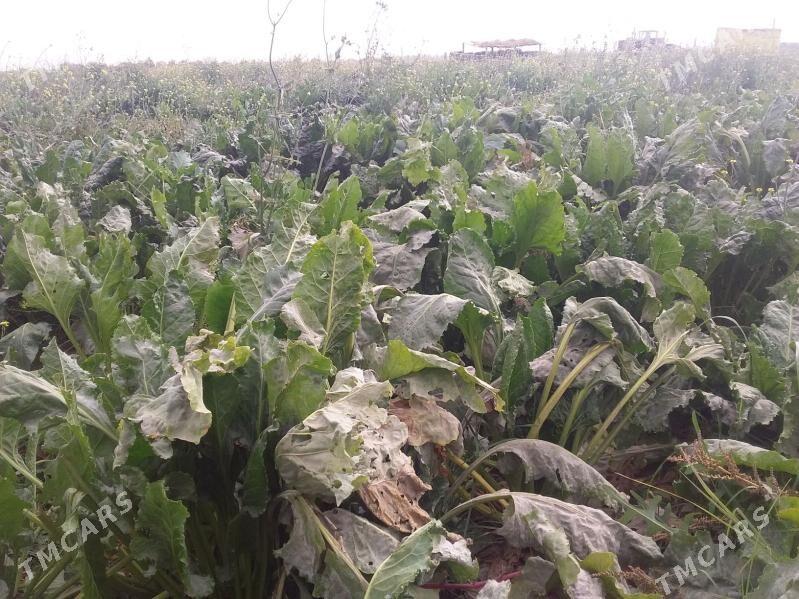 sygyr we ökizler - Gökdepe - img 3