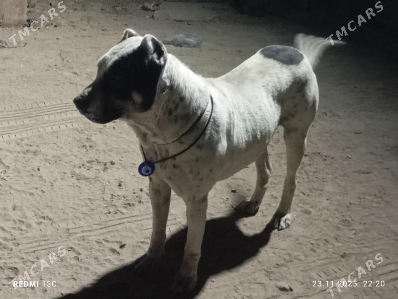 PITBUL - Daşoguz - img 2