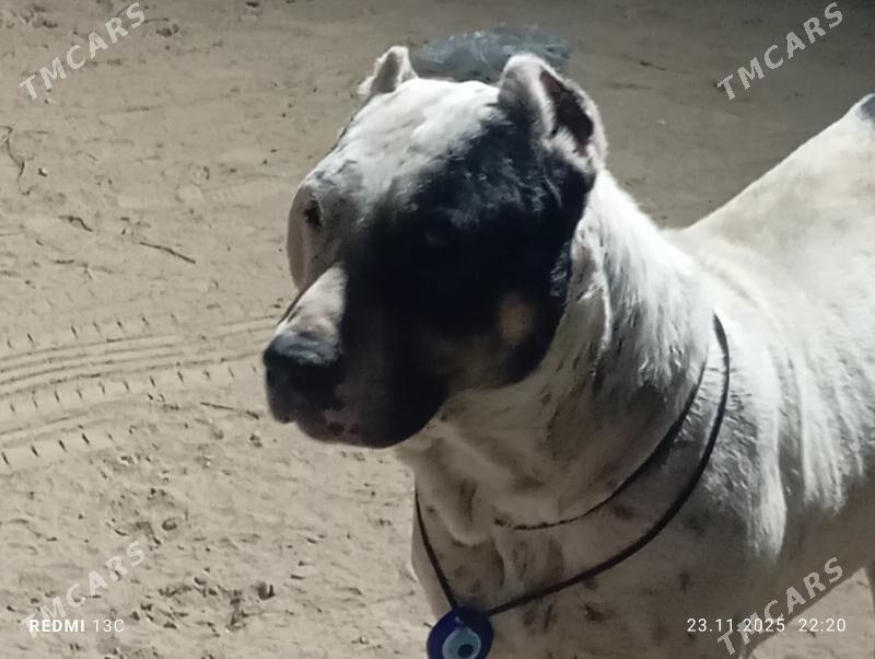 PITBUL - Daşoguz - img 5