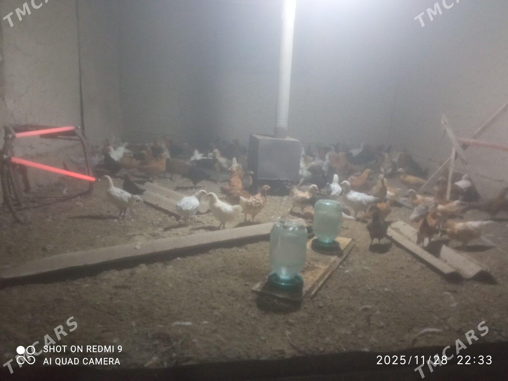 towuk jüje - Мургап - img 2