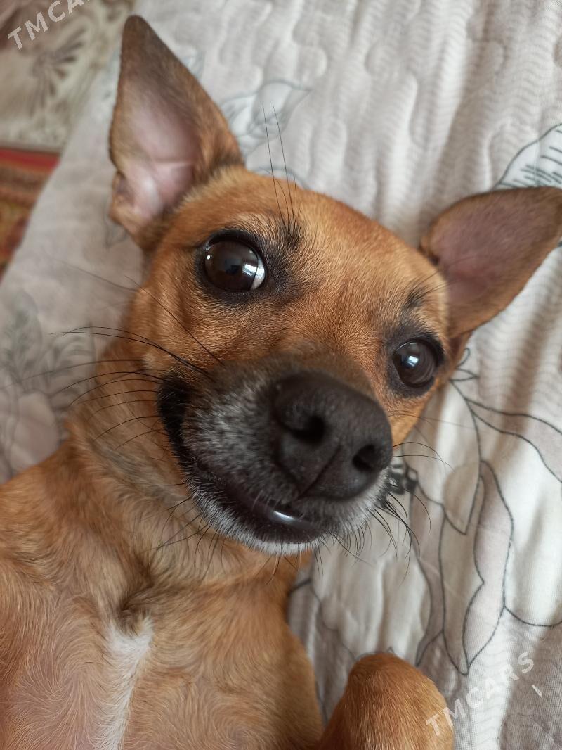 тойтерьер кобель на вязку - Türkmenabat - img 1