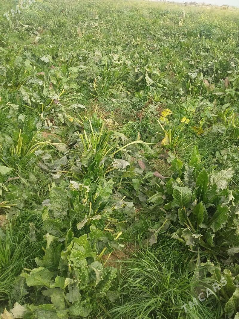 sygyr we ökizler - Gökdepe - img 7