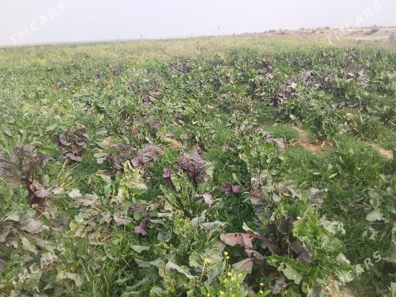 sygyr we ökizler - Gökdepe - img 6